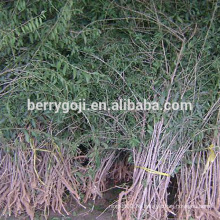 Live Goji Berry Plant / Árbol orgánico / Alta tasa de supervivencia